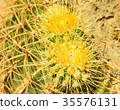 Green cactus drows 35576131