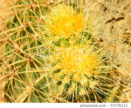 Green cactus drows 35576131