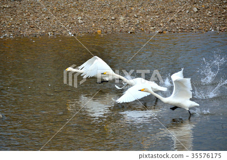 Shiratori Akita ken Ogino 35576175