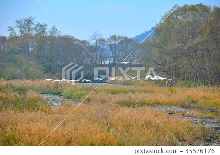 Shiratori Akita ken Ogino 35576176