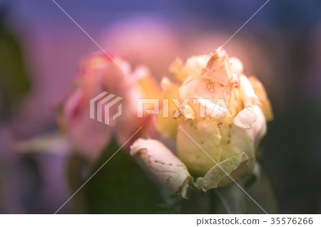 A gentle rose 35576266