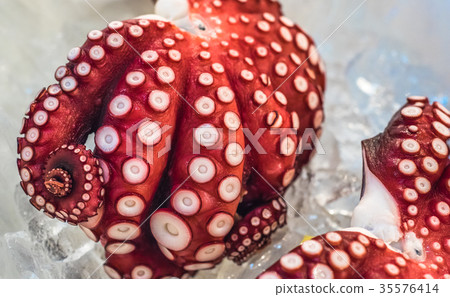 Red live octopus at Tsukiji fish market, Tokyo 35576414