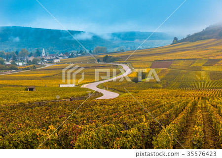 Vineyards in the autumn season, Burgundy, France 35576423