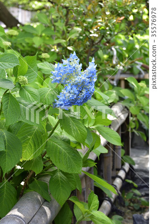 Gion Shirakawa Hydrangea Gion Shirakawa Hydrangea 35576978