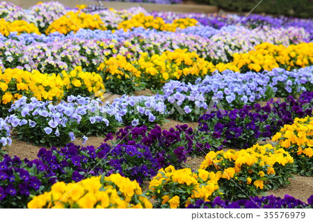 Viola's flower bed Viola's flower bed 35576979