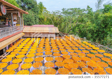 Making dried persimmon under sunlight 35577271
