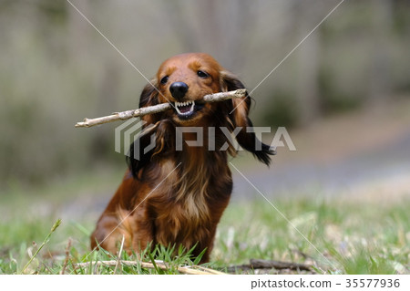 Dog playing with branches 35577936