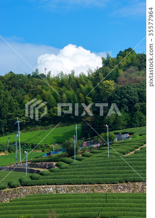 Tea plantation Tea plantation 35577964