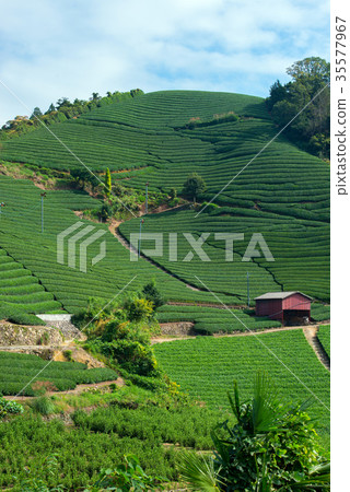 Tea plantation Tea plantation 35577967