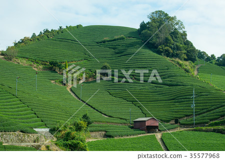 茶園 35577968