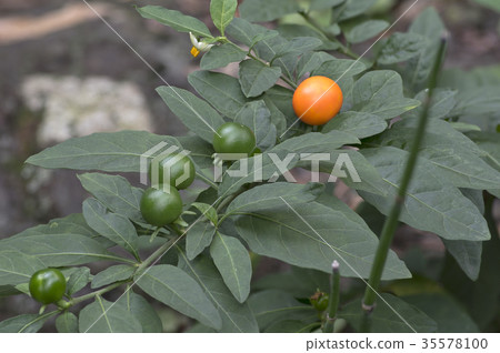 冬季珊瑚種子 冬季珊瑚種子 35578100