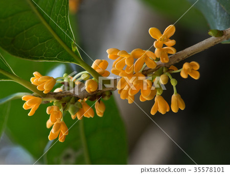 Osmanthus flower Osmanthus flower 35578101