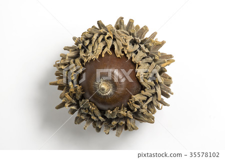 Agar wrapped in a cushion Agar wrapped in a cushion 35578102