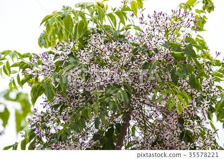 Branches and flowers of acacia tree on the sky bac Branches and flowers of acacia tree on the sky bac 35578221