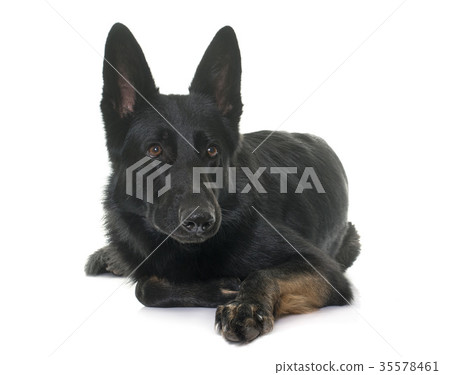 black german shepherd black german shepherd 35578461
