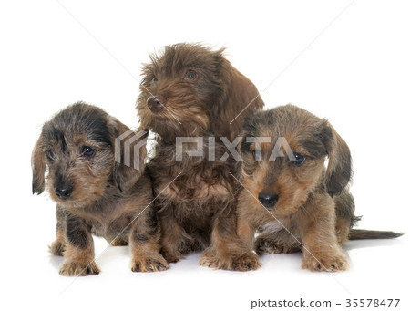puppies Wire haired dachshund 35578477
