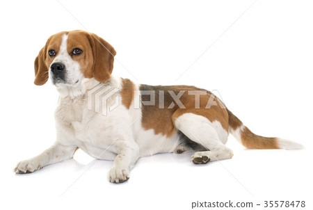 beagle in studio 35578478