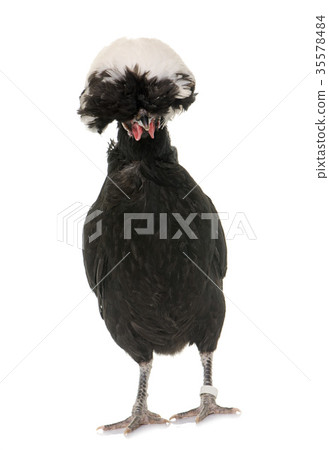 Polish chicken in studio 35578484