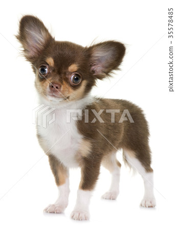 puppy brown chihuahua 35578485
