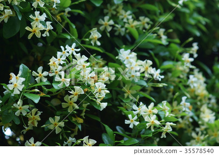 Futsuko Tsukuya Kajira Flower語言是“優雅的女人” 35578540