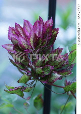 鐵線蓮花火焰Kaen花語言是“旅行者的樂趣” 鐵線蓮花火焰Kaen花語言是“旅行者的樂趣” 35578542