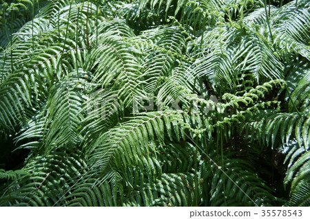 表型花語言是“神奇”季節詞是“新的一年” 表型花語言是“神奇”季節詞是“新的一年” 35578543