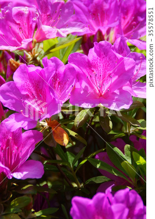 Hirado Akira Hirado azalea Flower language is "joy of love" 35578551