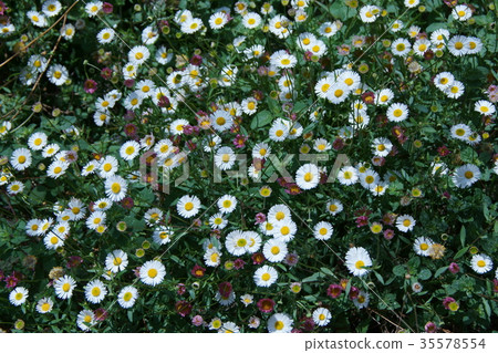 中國菊花英語雛菊花語言 無辜 照片素材 圖片 圖庫 中國菊花英語雛菊花語言 無辜 照片素材 圖片 圖庫