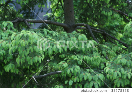 德國湯唯雲杉花語“希望不幸” 35578558