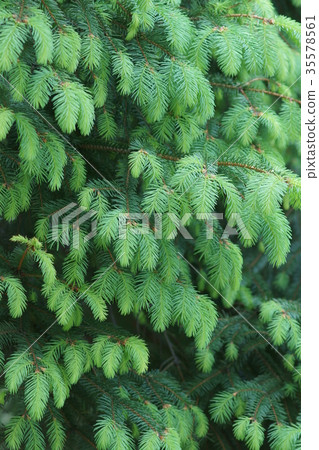 German Tang Wei spruce flower language "hope in unfortunate" German Tang Wei spruce flower language "hope in unfortunate" 35578561