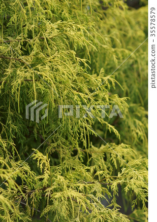 Filofera aurea Aoba Filofera aurea Aoba 35578579