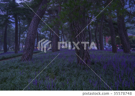 McMundong, Pine, Changzhou, Gyeongbuk 35578748