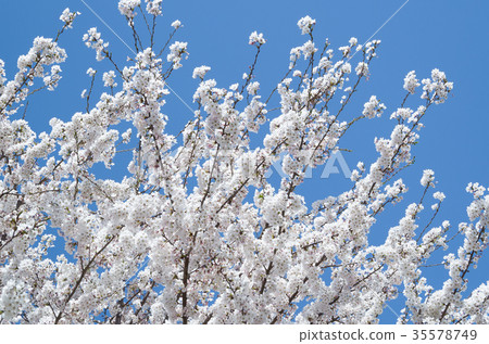 Cherry blossoms in full bloom shining in the blue sky 35578749
