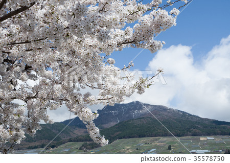 Cherry blossoms in full bloom and blue sky 35578750