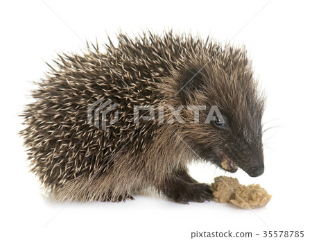 baby hedgehog eating 35578785