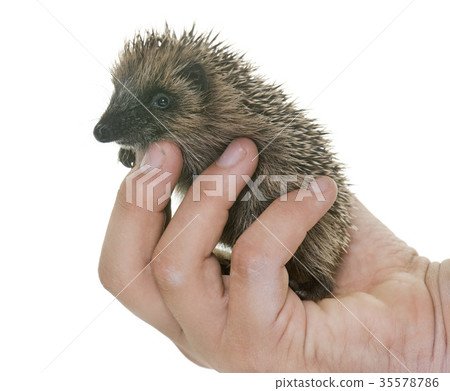 baby hedgehog in hand 35578786