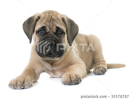 puppy bull mastiff 35578787