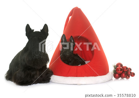 two scottish terrier in kennel two scottish terrier in kennel 35578810