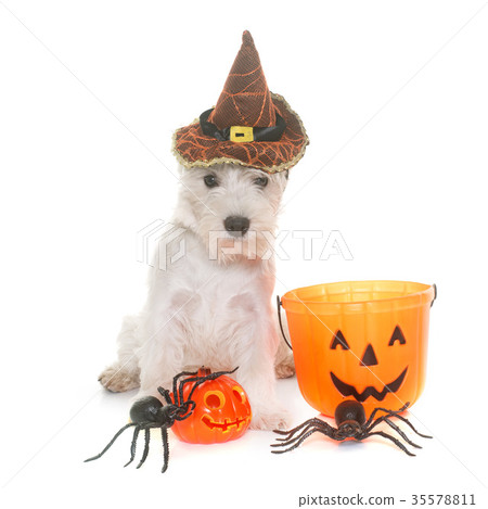 puppy west highland white terrier and haloween 35578811