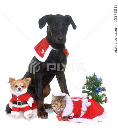 cat, dog and christmas cat, dog and christmas 35578812