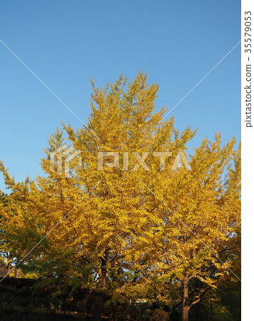 Autumn sky ginkgo tree Autumn sky ginkgo tree 35579053