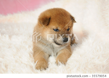 Shiba Inu's baby on the 29th day after birth Shiba Inu's baby on the 29th day after birth 35579054