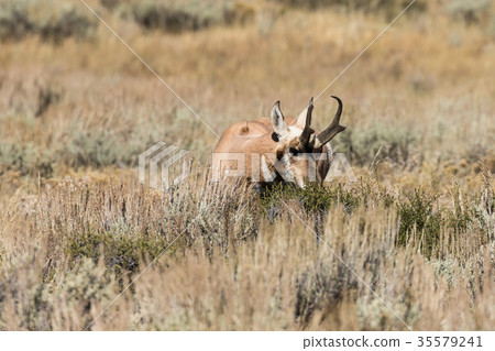 Pronghorn Antelope Buck Pronghorn Antelope Buck 35579241