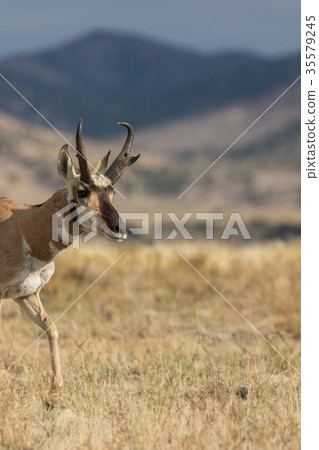 Pronghorn Antelope Buck Pronghorn Antelope Buck 35579245