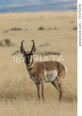 Pronghorn Antelope Buck Pronghorn Antelope Buck 35579246
