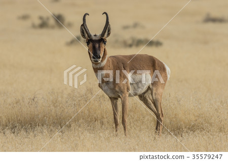 Pronghorn Antelope Buck 35579247