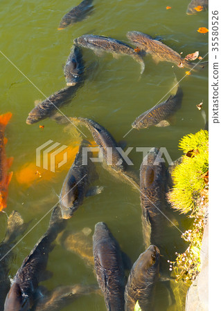 A pond pond with lots of moats 35580526