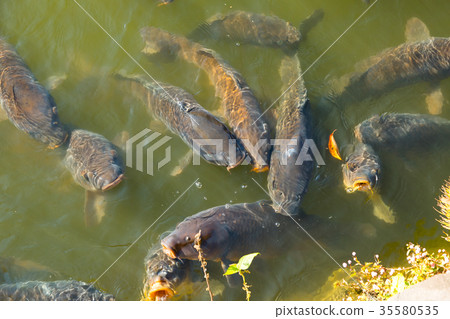 有許多護城河的池塘池塘 35580535