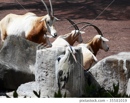 蒼鷺和歐力士 35581019