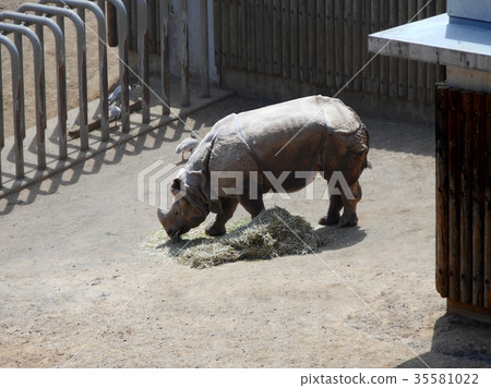 犀牛在籬笆上 35581022
